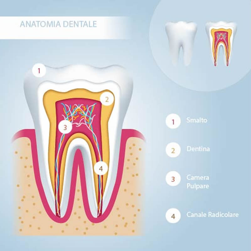 Studio Dentistico Oriolo | Ostia Lido | Come Sono Fatti I Denti