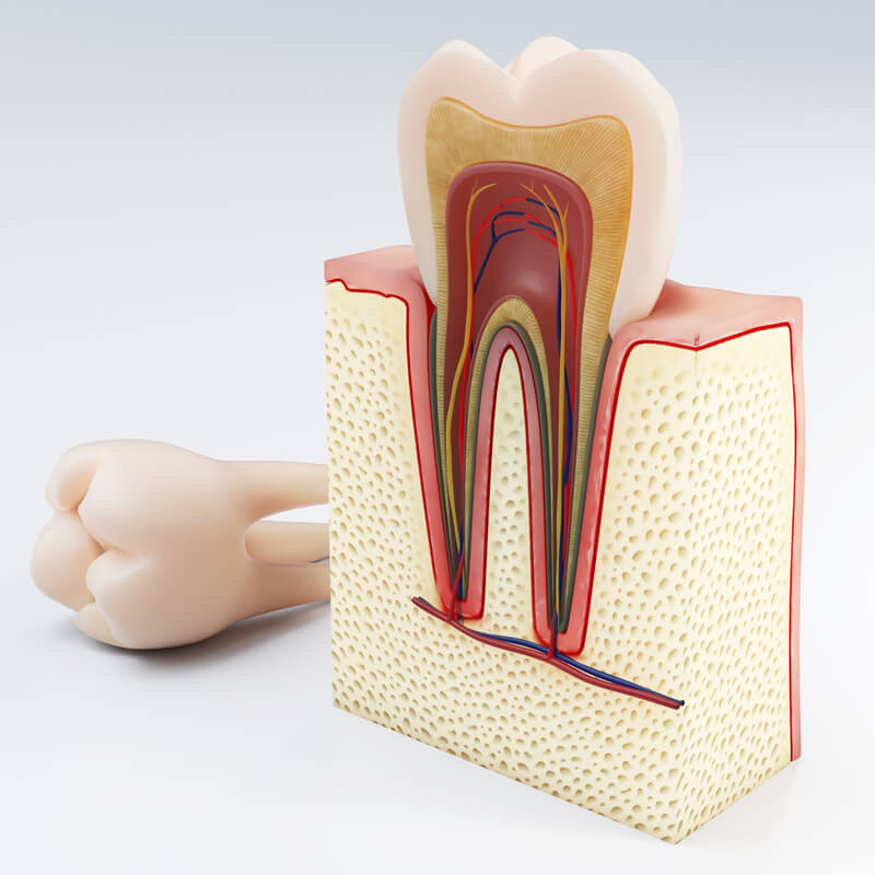 Studio Dentistico Oriolo | Ostia Lido | Come Sono Fatti I Denti