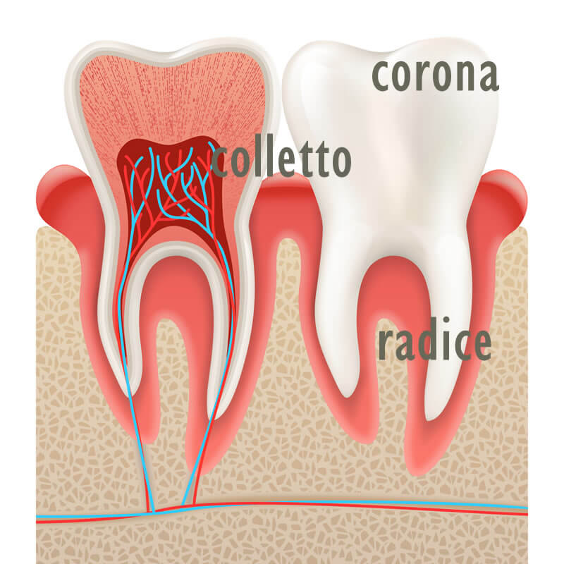 Studio Dentistico Oriolo | Ostia Lido | Come Sono Fatti I Denti