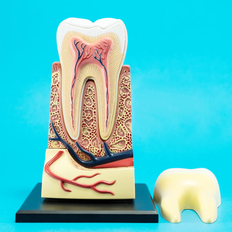 Studio Dentistico Oriolo | Ostia Lido | Endodonzia Cura Canalare | Endodonto