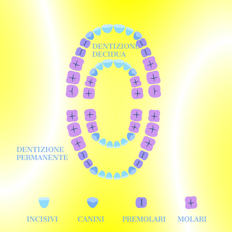 Studio Dentistico Oriolo | Parziale Superiore Ostia Lido | Dentizione Nel Bambino | Schema Dentale